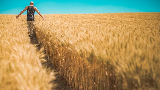 Wheat
