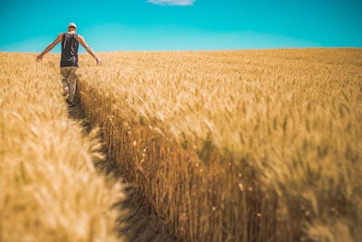 Wheat