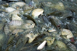 Humam 1143436 Unsplash