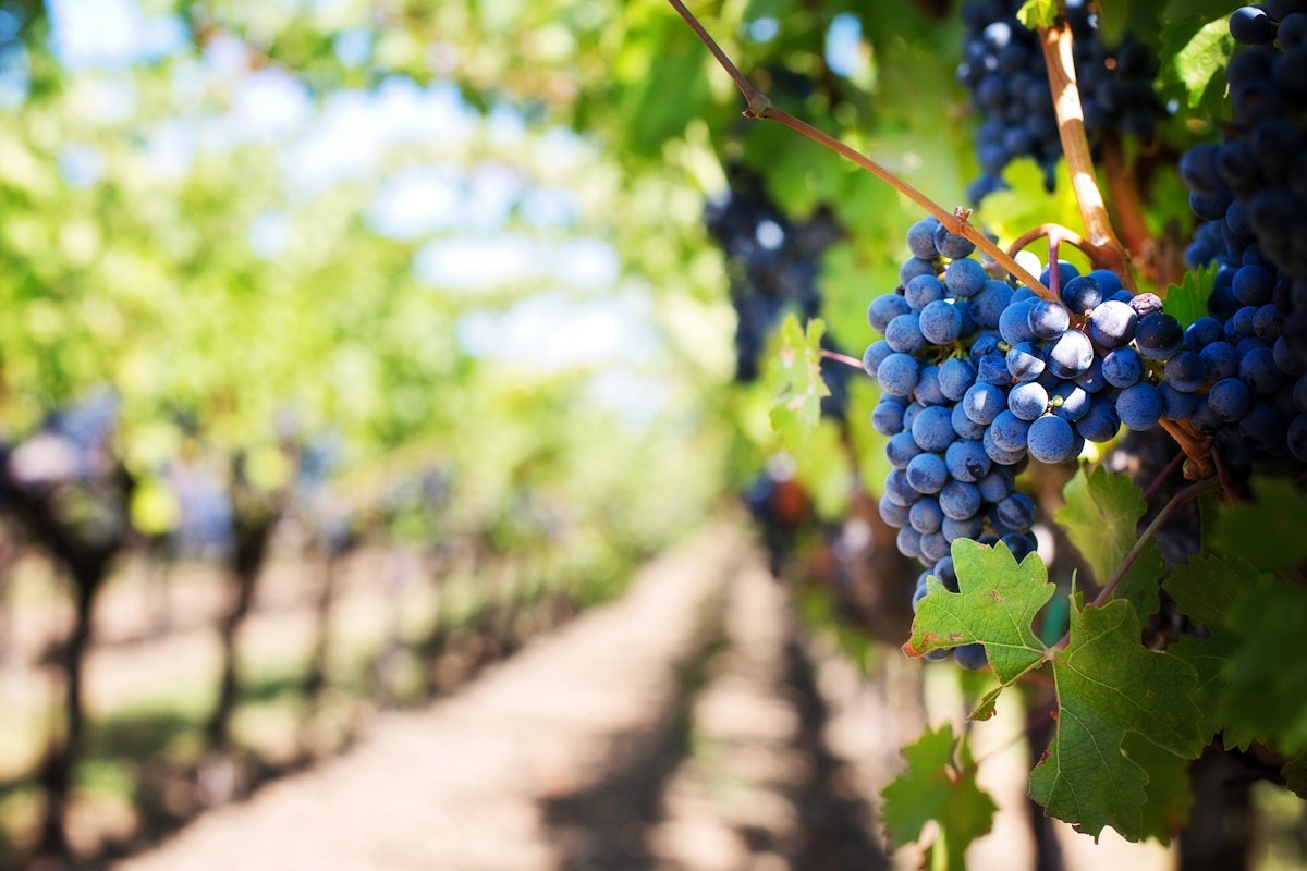 Almond, Wine Grape Growers Exempt from FSMA Produce Safety Rule Food
