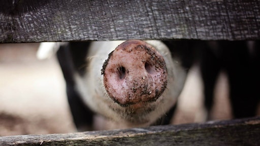 Animal Blur Close Up 185941