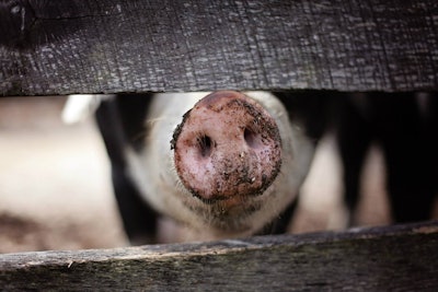 Animal Blur Close Up 185941