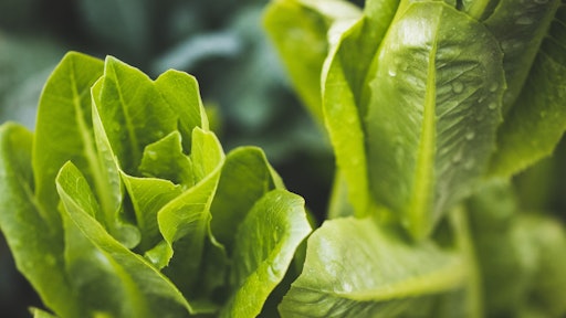 Romanie Lettuce 1439580 Unsplash