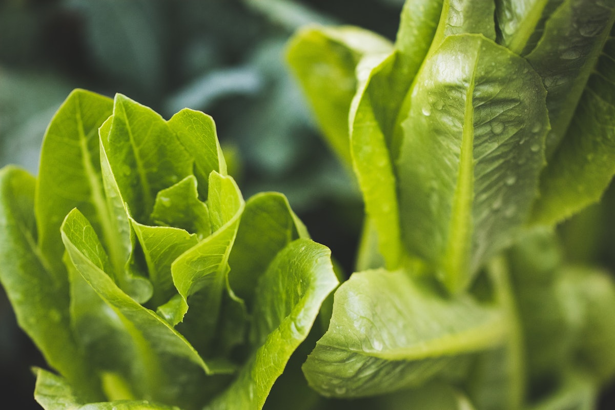 Yuma Romaine Growers Hope for a Season Without E. Coli Contamination