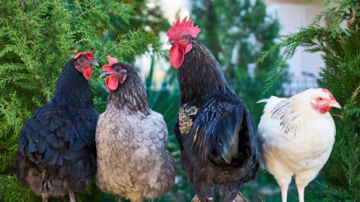 Agriculture Animal Avian 1769279