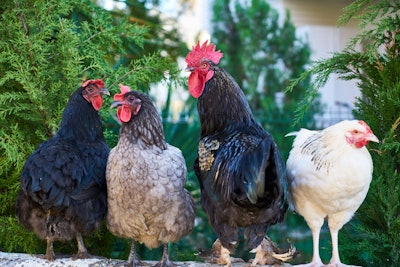 Agriculture Animal Avian 1769279