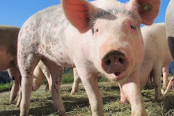 Animal Hog Pig 63285