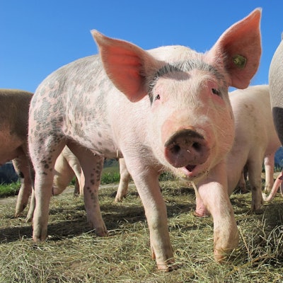 Animal Hog Pig 63285