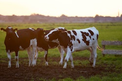 Animal Animal Photography Blur 422218