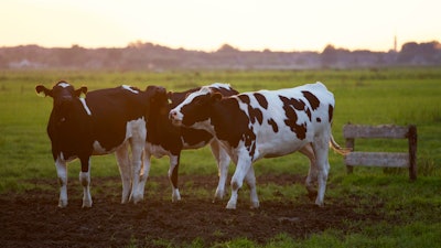 Animal Animal Photography Blur 422218
