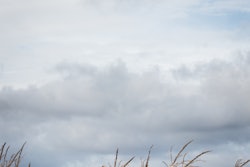 Close Up Clouds Corn 672034