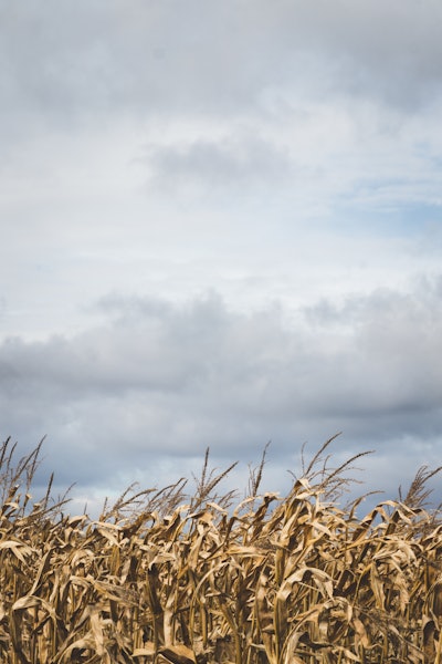 Close Up Clouds Corn 672034