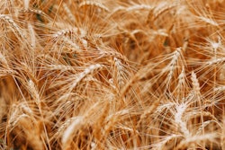 Colors Cropland Crops 1204998