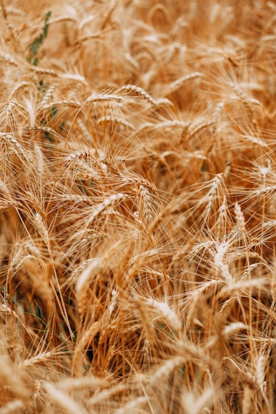 Colors Cropland Crops 1204998