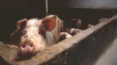 Animal Farming Animals Farm 66627