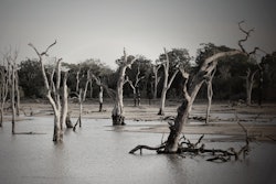 Black And White Dawn Daylight 709542