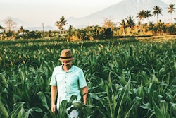 Agriculture Corn Cornfield 2480286