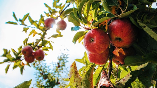 Apple Apple Tree Apples 574919