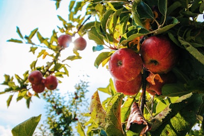 Apple Apple Tree Apples 574919