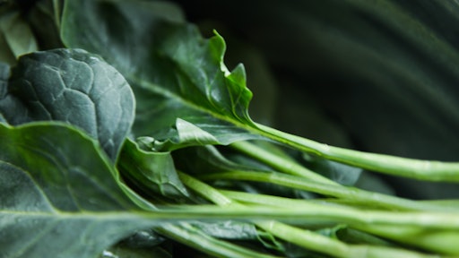Close Up Collard Greens Color 750952