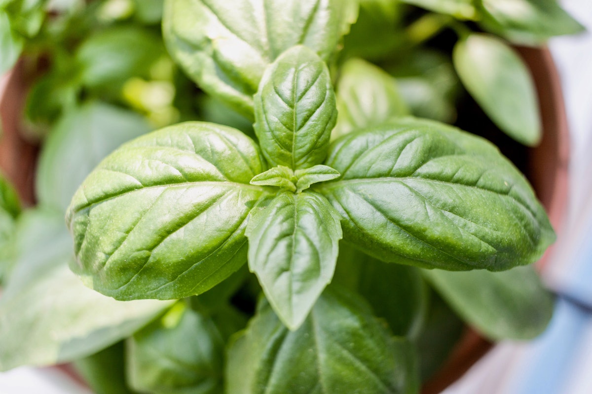 Cyclospora Illnesses Linked to Imported Fresh Basil Food Logistics
