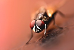 4k Wallpaper Aerial Photography Animal 2608982