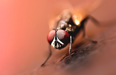 4k Wallpaper Aerial Photography Animal 2608982