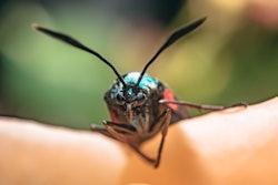 Antenna Beetle Blurred Background 2554897