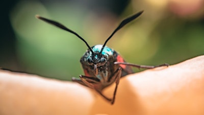 Antenna Beetle Blurred Background 2554897