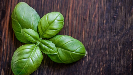 Basil Fresh Green 1087902