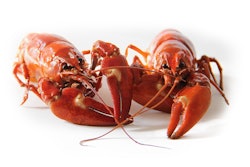 Close Up Crawfish Crayfish 52959