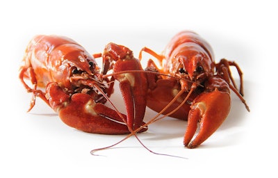 Close Up Crawfish Crayfish 52959