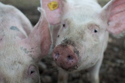 Animal Photography Animals Close Up 110815