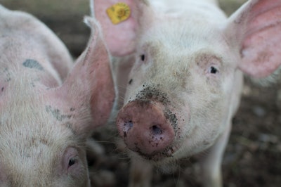 Animal Photography Animals Close Up 110815