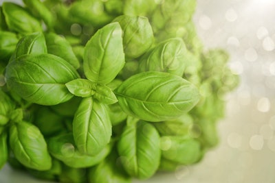 Basil Blur Close Up 1391505