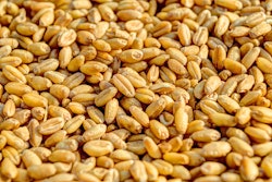 Close Up Crop Grains 54084