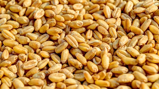 Close Up Crop Grains 54084