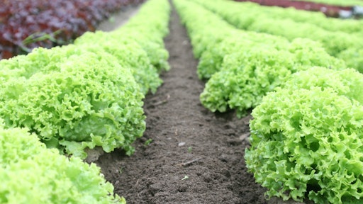 Farm Produce Field Food 89267