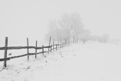 Fence Snow Trees 65911