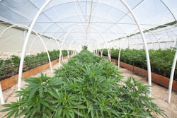 Marijuana