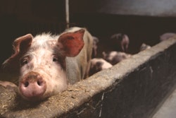Animal Farming Animals Farm 66627