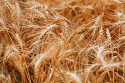 Colors Cropland Crops 1204998