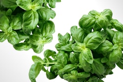 Plant Leaves Green Basil 40720
