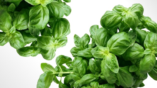 Plant Leaves Green Basil 40720