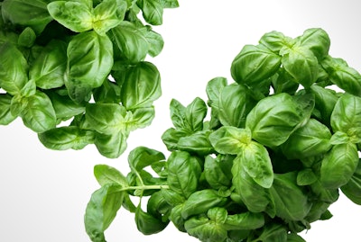 Plant Leaves Green Basil 40720