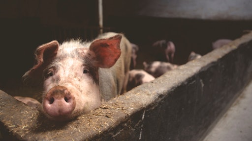 Animal Farming Animals Farm 66627
