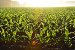 Corn Cropland Crops 96715