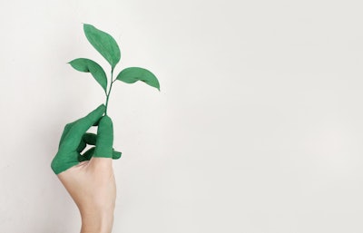 Person S Left Hand Holding Green Leaf Plant 886521