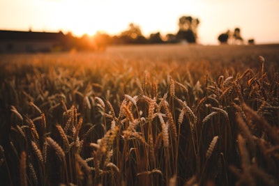 Sunset Field Of Grain 5980