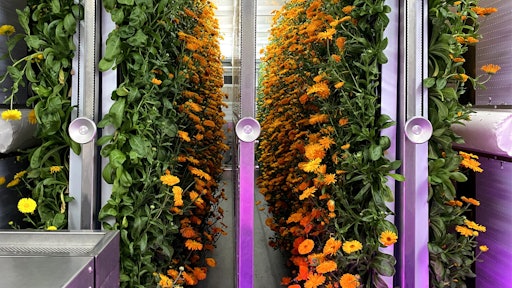 Freight Farms Calendula Greenhouse
